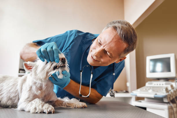 Professional Emergency Dental Service in MO